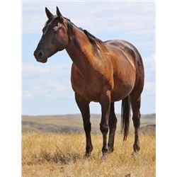 Ima Night Chick - 2006 Black AQHA Mare