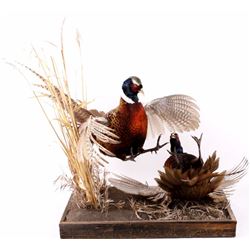 Montana Made Pheasant Taxidermy Mount