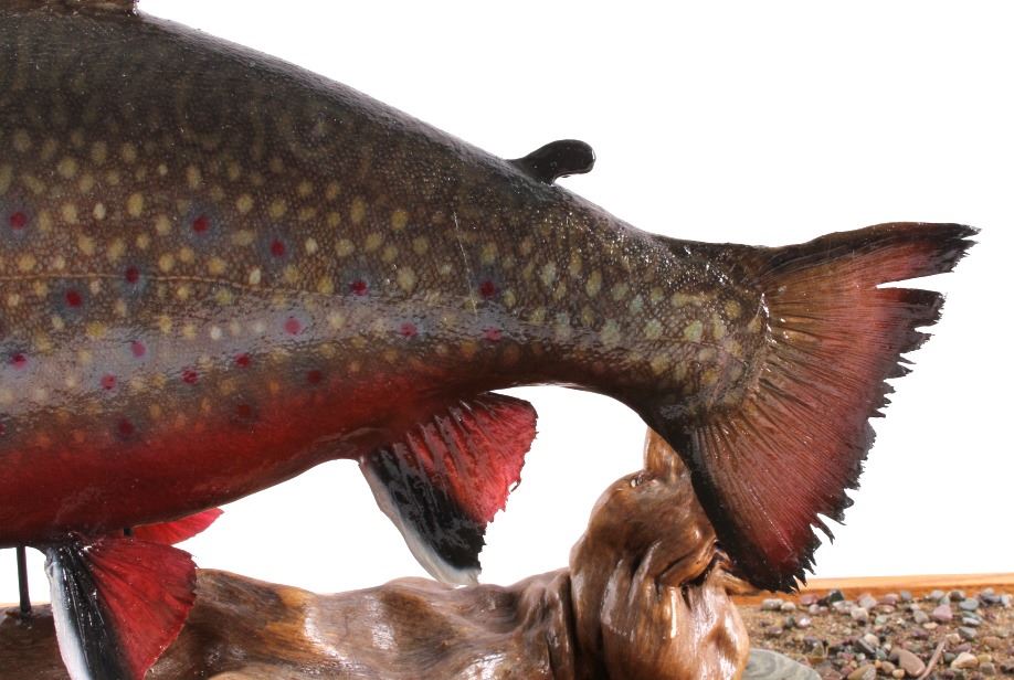 Montana Brook Trout Taxidermy Mount