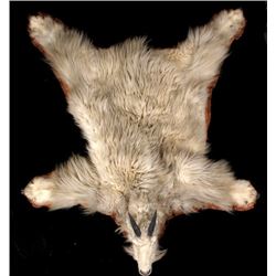 Trophy Montana Mountain Goat Skin Rug