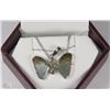 Image 1 : #68-14K WHITE GOLD TOURMALINE DIAMOND BUTTERFLY