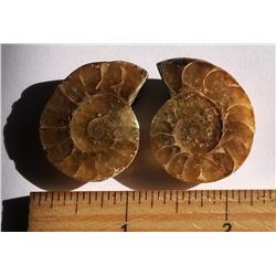 LOT OF 2 MATCHED AMMONITE SPECIMENS