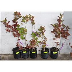 ONE GALLON HIGH BUSH CRANBERRY X5