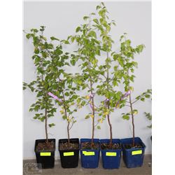 ONE GALLON POTTED WHITE BIRCH X5