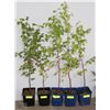 Image 1 : ONE GALLON POTTED WHITE BIRCH X5