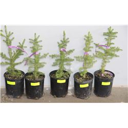 ONE GALLON POTTED WHITE SPRUCE X5