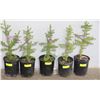 Image 1 : ONE GALLON POTTED WHITE SPRUCE X5