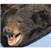 Image 1 : Black Bear Full Size Bear Skin Rug/Wall Hanger