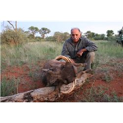 South African plainsgame hunt for one hunter (6 days)