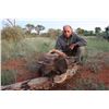 Image 1 : South African plainsgame hunt for one hunter (6 days)