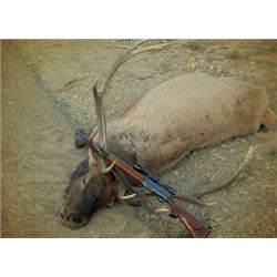 Bull Elk Archery Hunt in Colorado (5 days)