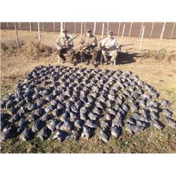 Argentina Dove Hunt for 4 hunters (2 days)
