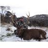 Image 1 : Sika Deer hunt in New Zealand for one hunter (4 days)