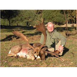 Fallow Deer hunt in Spain (3 days)