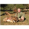 Image 1 : Fallow Deer hunt in Spain (3 days)