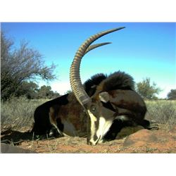 Cape Buffalo, Sable, & Plainsgame Hunt in Kimberley, South Africa for 2 hunters (9 days)