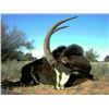 Image 1 : Cape Buffalo, Sable, & Plainsgame Hunt in Kimberley, South Africa for 2 hunters (9 days)
