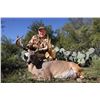 Image 1 : Whitetail hunt for one hunter in Corsicana, Texas (3 days)