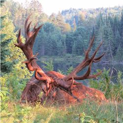 Canadian hunting trip for 2 hunters to take one red stag each (3 days)