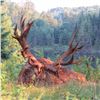 Image 1 : Canadian hunting trip for 2 hunters to take one red stag each (3 days)