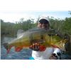 Image 1 : Fishing trip in the Amazon region of Brazil for one angler (7 days)