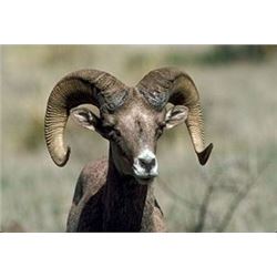 Texas Desert Bighorn Reserve Sheep Tag by TPWD
