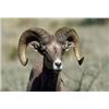 Image 1 : Texas Desert Bighorn Reserve Sheep Tag by TPWD