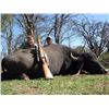 Image 1 : Water Buffalo hunt  in Argentina for one hunter