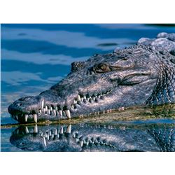 Crocodile Hunt in South Africa for one hunter & one non-hunter (5 days)