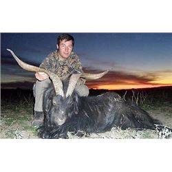 Beceite Ibex hunt for one hunter (4 days)