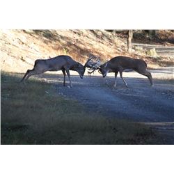 Whitetail hunt in Pennsylvania for one hunter (4 days)