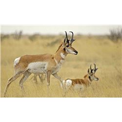 Pronghorn hunt in Valentine, Texas for one hunter and one non-hunter (2 days)