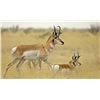 Image 1 : Pronghorn hunt in Valentine, Texas for one hunter and one non-hunter (2 days)