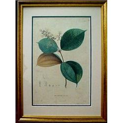 Hand colored botanical print "Melastoma mucro