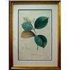 Image 1 : Hand colored botanical print "Melastoma mucro