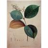 Image 2 : Hand colored botanical print "Melastoma mucro