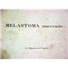 Image 3 : Hand colored botanical print "Melastoma mucro