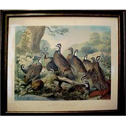Colored lithograph "A Bevy of Quails", New Yo