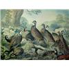 Image 2 : Colored lithograph "A Bevy of Quails", New Yo