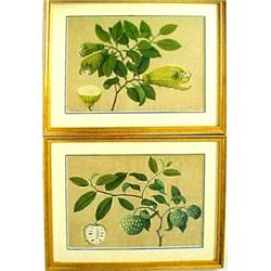 A pair of unsigned fruit botanical watercolor