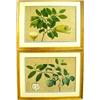 Image 1 : A pair of unsigned fruit botanical watercolor
