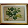 Image 2 : A pair of unsigned fruit botanical watercolor