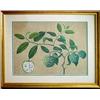 Image 3 : A pair of unsigned fruit botanical watercolor