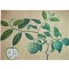 Image 4 : A pair of unsigned fruit botanical watercolor