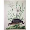 Image 2 : Unsigned overpainted colored lithograph of bi