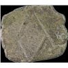 Image 2 : Copper Square Coin of Sangam Pandya.