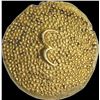 Image 2 : Gold Pagoda Coin of Umdat ul Umara of Arcot.