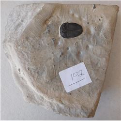Fossil Trilobite