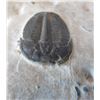 Image 4 : Fossil Trilobite