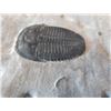 Image 5 : Fossil Trilobite